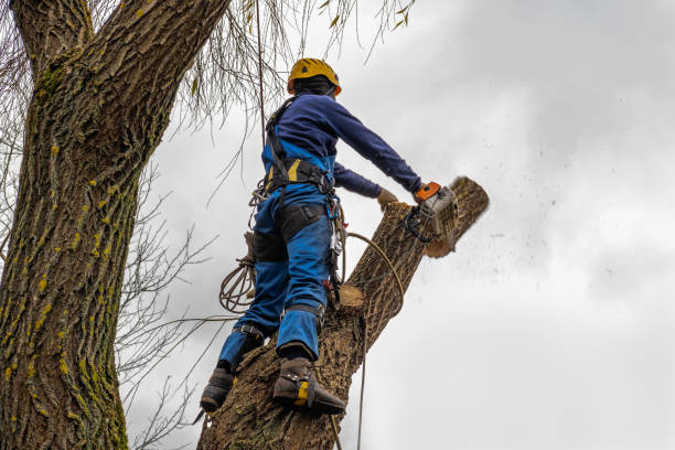 Best Storm Damage Tree Cleanup  in Freedom, CA