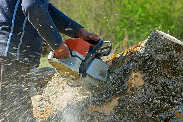 How Our Tree Care Process Works  in  Freedom, CA