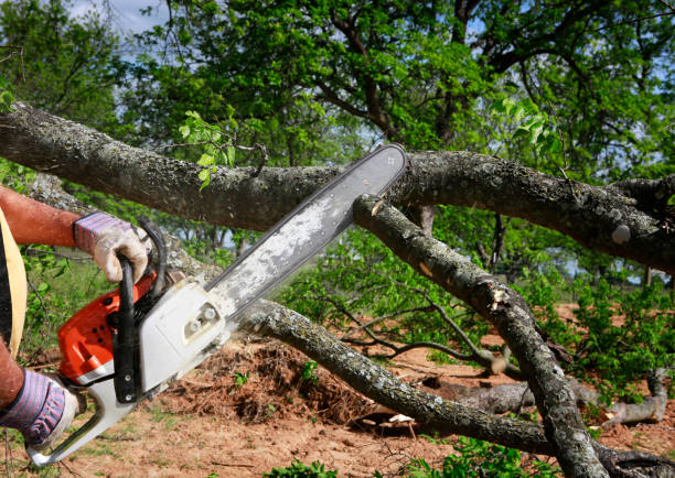 Best Firewood Processing and Delivery  in Freedom, CA